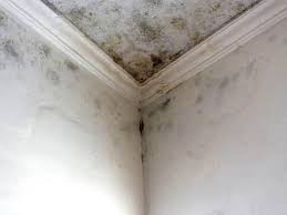 Best Forensic Mold Investigation in Richlands, VA