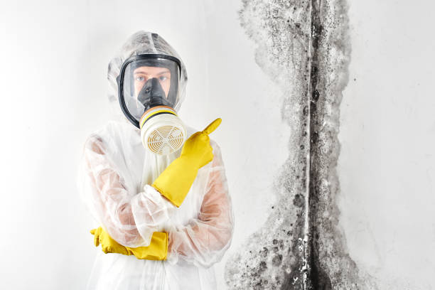 Best Mold Removal for HVAC Installations in Richlands, VA