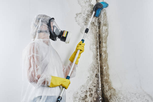 Best Mold Odor Removal Services in Richlands, VA