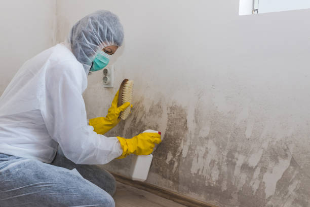 Best Environmental Consulting for Mold Prevention in Richlands, VA