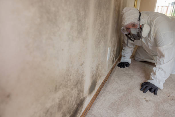 Best Residential Mold Inspection & Testing in Richlands, VA